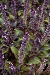 red rubin basil