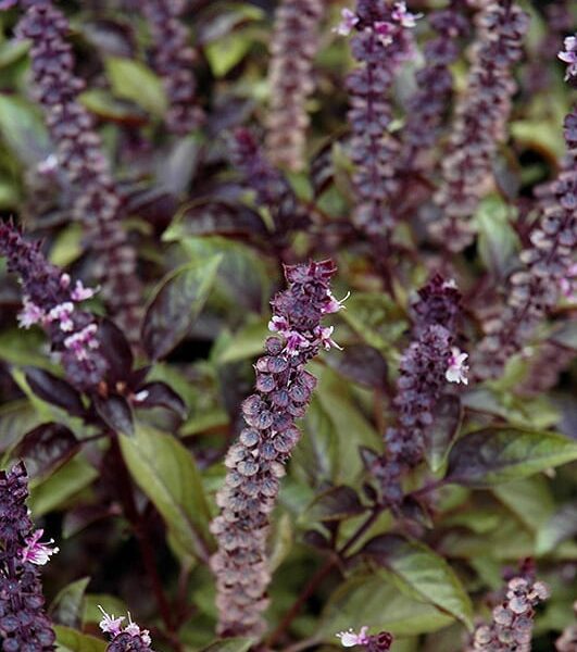 red rubin basil