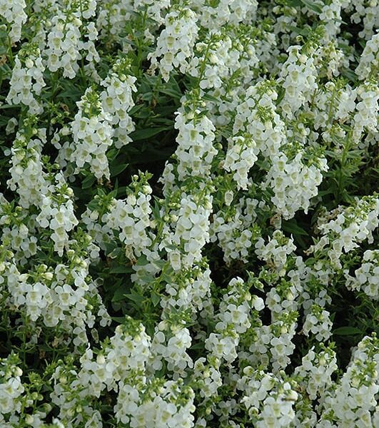 Serena white angelonia