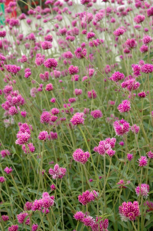 Fireworks Gomphrena