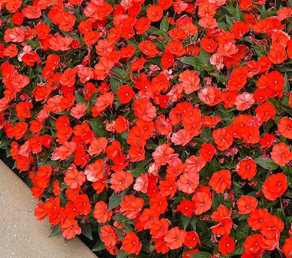 sunpatiens compact electric orange