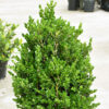 Faulkner Boxwood Gallery Image
