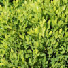 Faulkner Boxwood Gallery Image