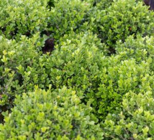Faulkner Boxwood