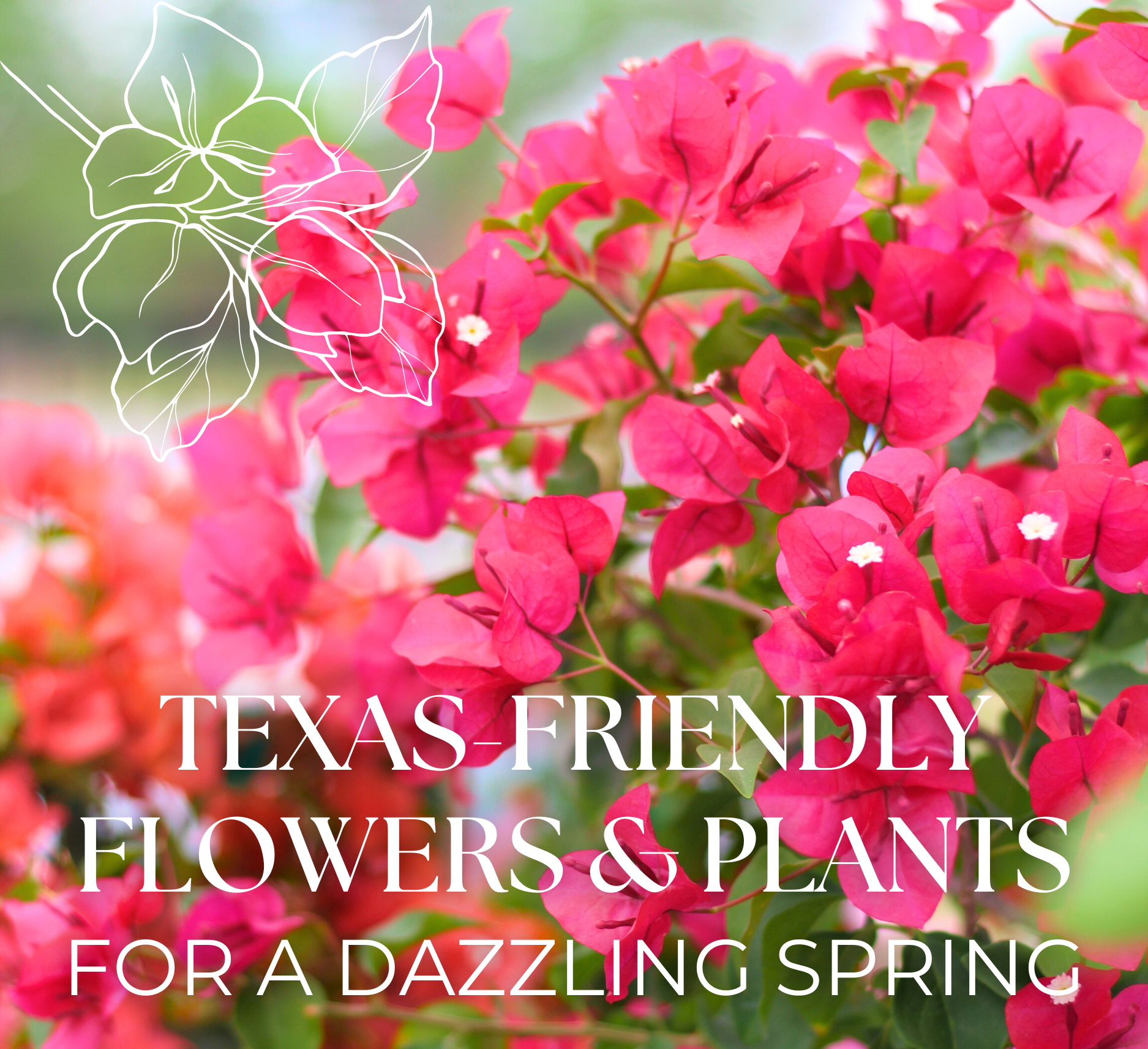 Bougainvillea with text "Texas-Friendly Flowers & Plants for a Dazzling Spring" on top
