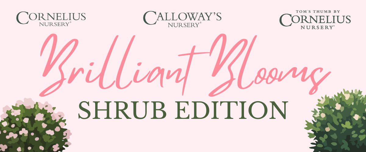 Brilliant Blooms: Shrub Edition