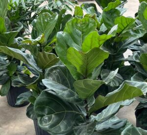Fiddle Leaf Fig houseplant