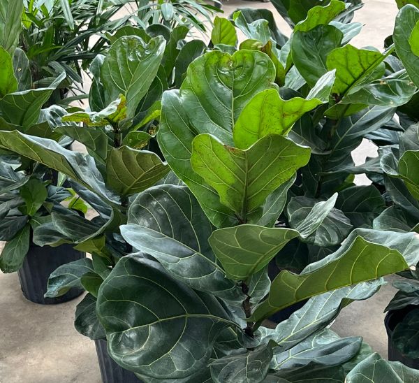 Link to Indoor Plants product page