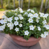 Firefly Petunia