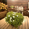 Firefly Petunia