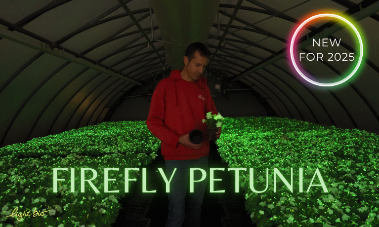 Firefly Petunia