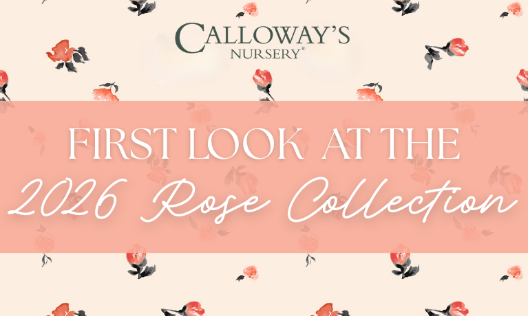 First Look at the 2026 Rose Collection