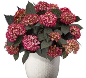 First Editions Eclipse Hydrangea