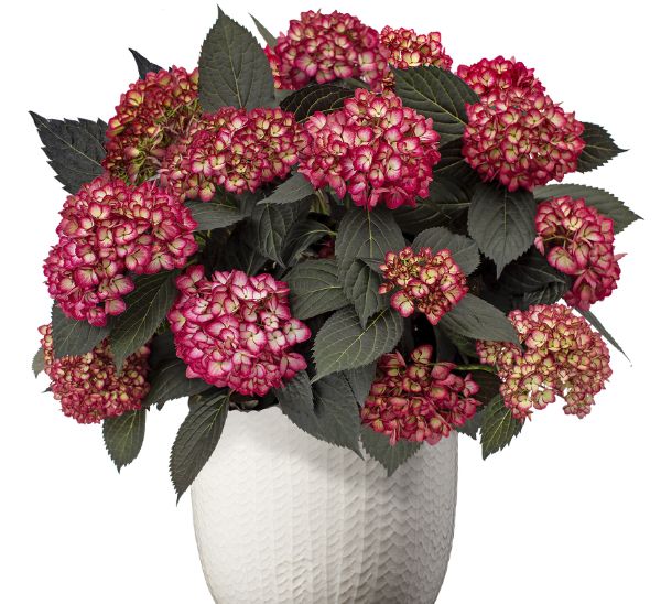 Link to Hydrangeas product page