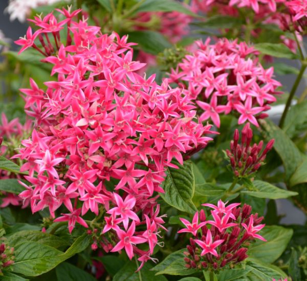 Link to Blue Label Annuals product page
