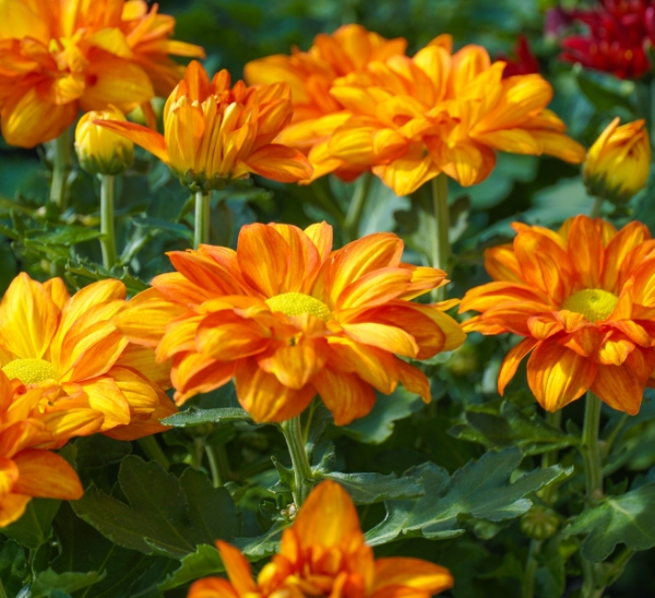 Link to Floral Mums product page
