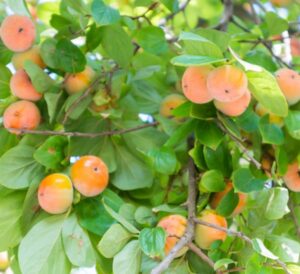 Persimmon Fruit Trees