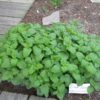 Lemon Balm