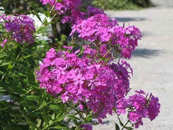 Robert Poore Garden Phlox