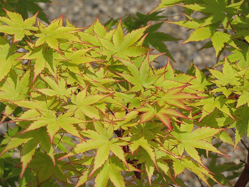 Coral Bark Japanese Maple Calloway S Nursery