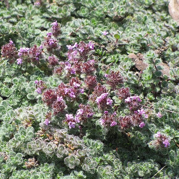 Wooly Thyme