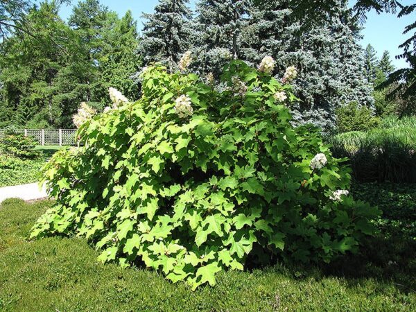 Alice hydrangea