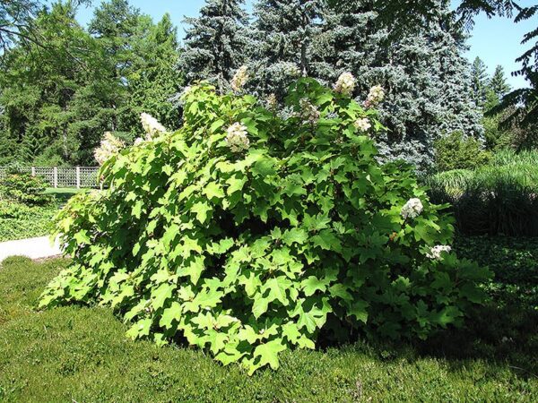 Alice Hydrangea