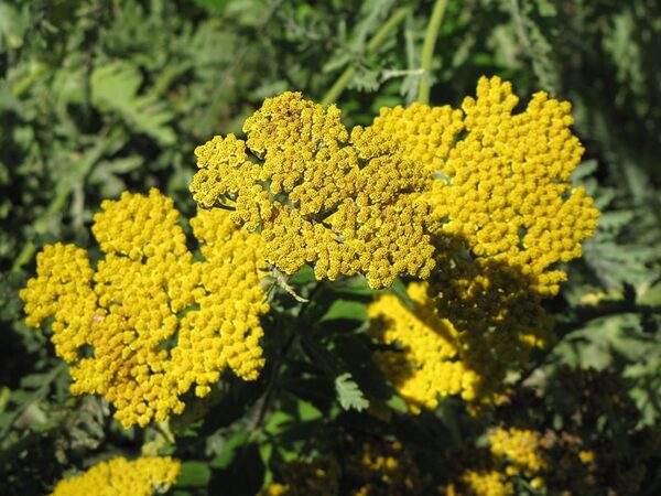 Coronation Gold Yarrow