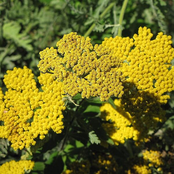 coronation gold yarrow