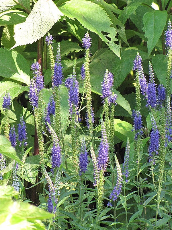 Spike Speedwell