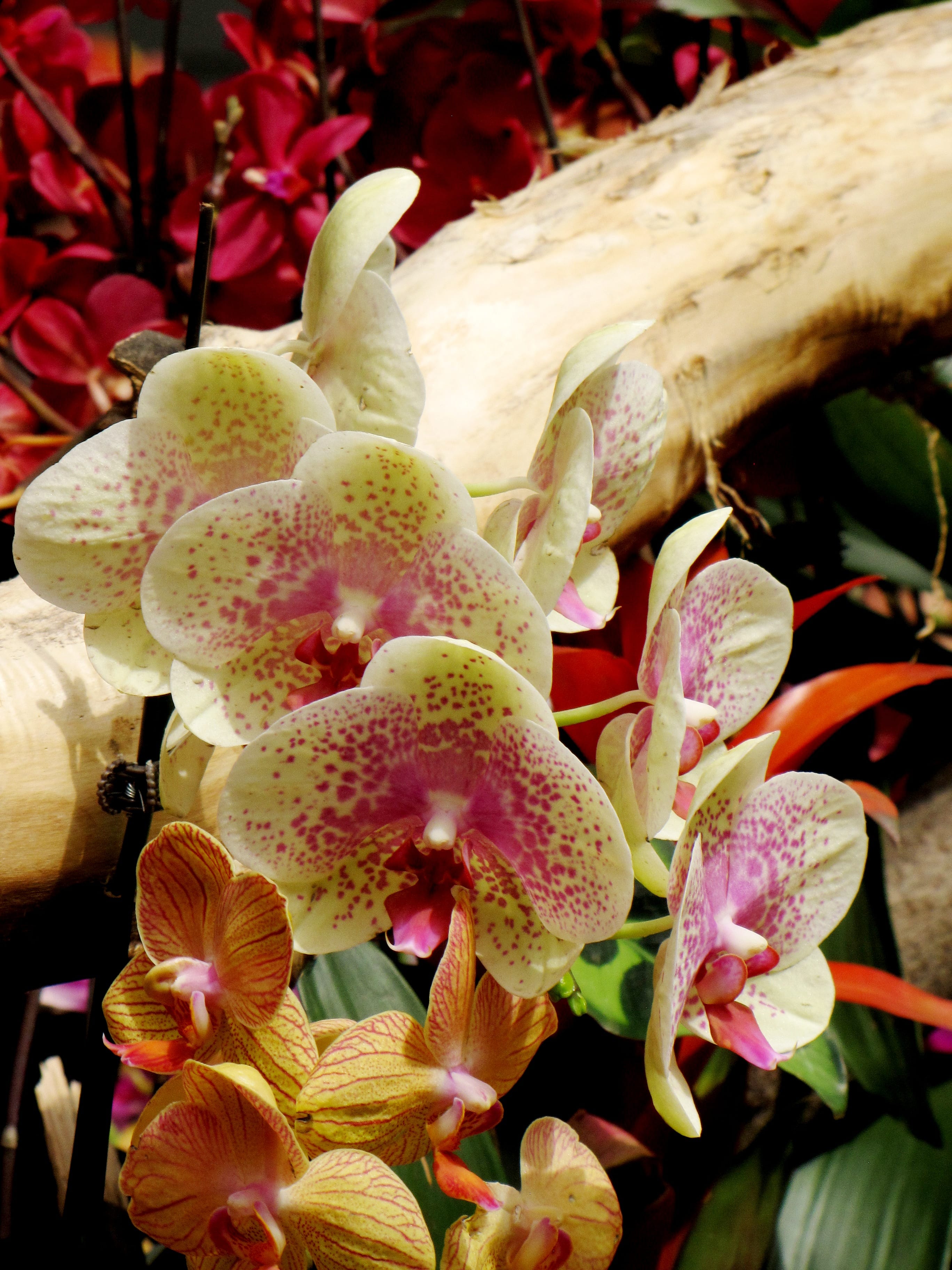 Freckles Orchid Calloway�s Nursery