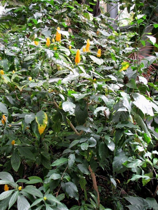 Golden Shrimp Plant