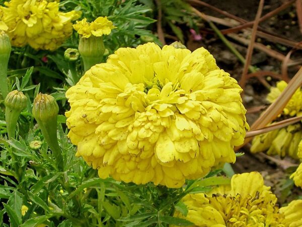 French Marigold