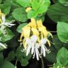 halls Japanese honeysuckle