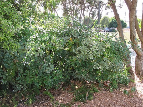 Wheeler's Dwarf Mock Orange