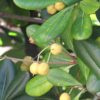 wheelers dwarf mock orange