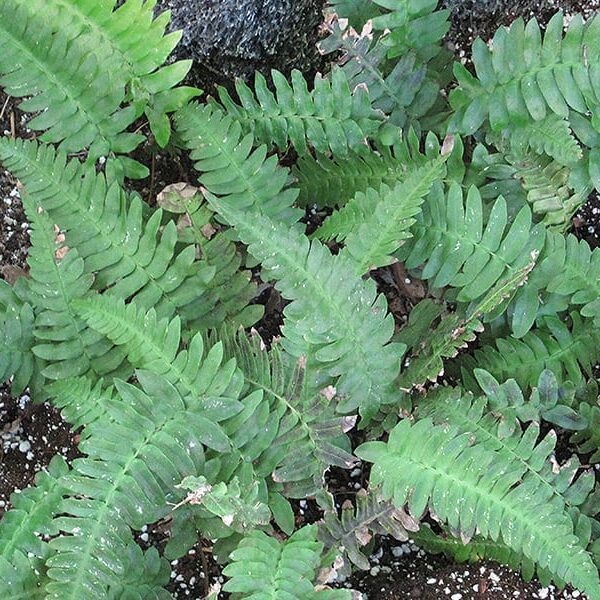 rabbits foot fern