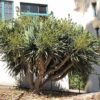 Dragon Tree (shrub form)