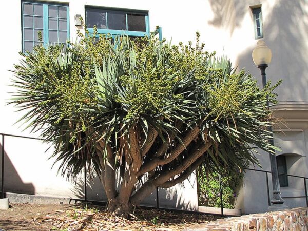 Dragon Tree (shrub form)