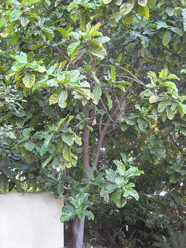Fiddle Leaf Fig Calloway S Nursery Fiddle Leaf Fig