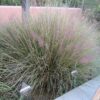 Pink Muhly Grass