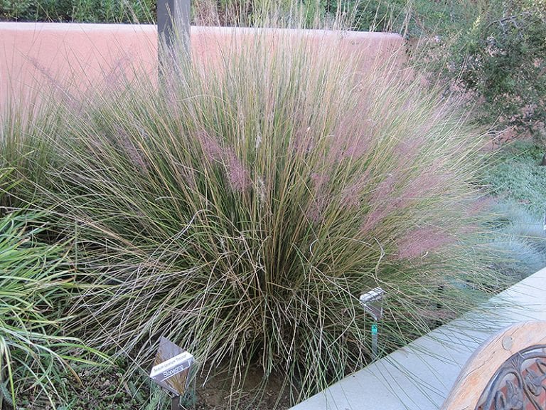 Pink Muhly Grass Calloway's Nursery