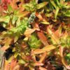 campfire crassula