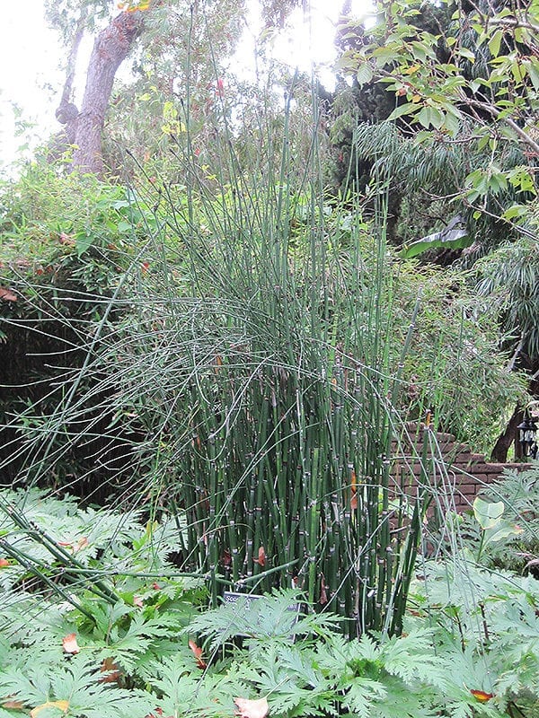 Horsetail Reed Grass