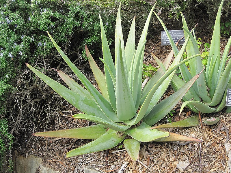 Aloe vera