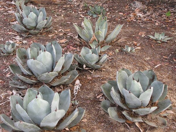 Artichoke Agave