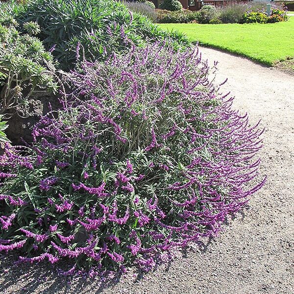 Mexican bush sage