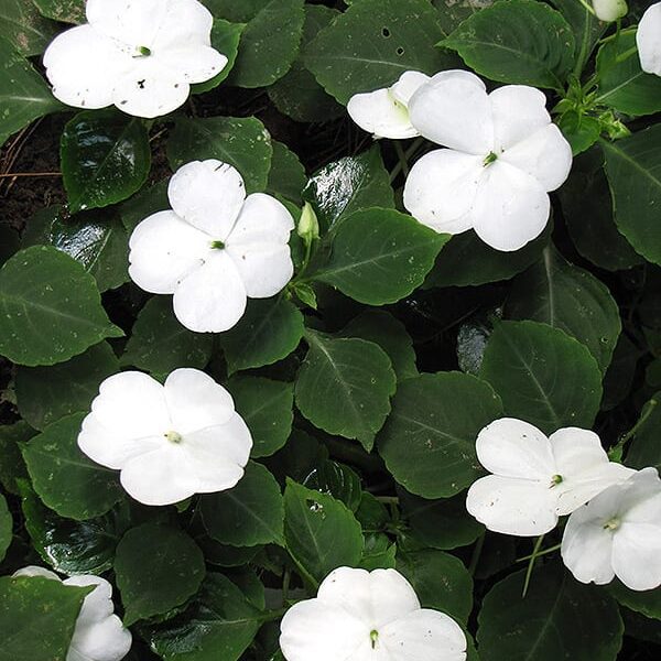 Xtreme White Impatiens