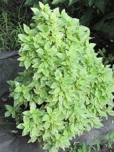 lemon basil