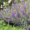 Serena Lavender Angelonia